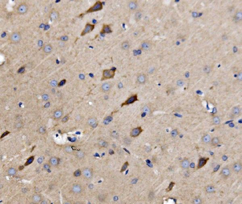 ATG9A Rabbit Polyclonal Antibody