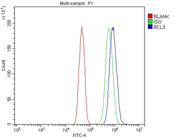 BCL3 Antibody