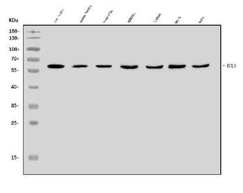 BCL3 Antibody