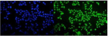 TORC1/CRTC1 Antibody