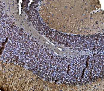 TORC1/CRTC1 Antibody