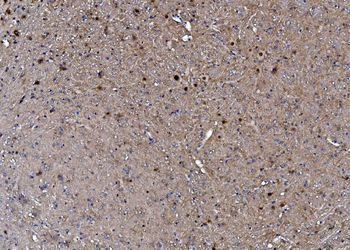 TORC1/CRTC1 Antibody