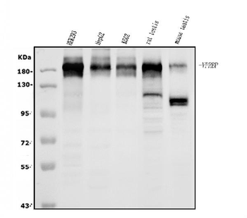 VPRBP/DCAF1 Antibody