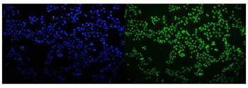 HNRNPH3 Antibody