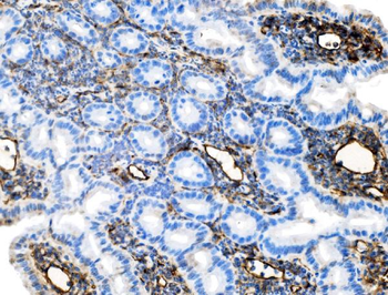 Icam1 Rabbit Polyclonal Antibody