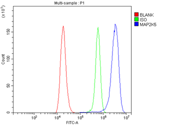 MEK5/MAP2K5 Rabbit Polyclonal Antibody