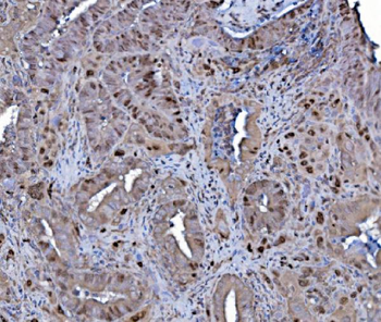 MCM4 Antibody