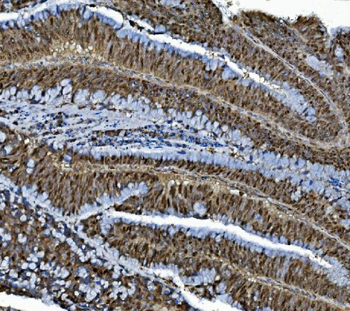 MCM4 Antibody