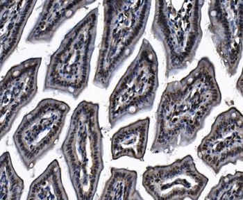 MCM4 Antibody