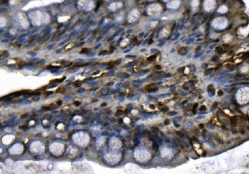MCM4 Antibody