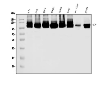 MCM4 Antibody