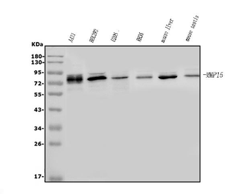 MT2-MMP/MMP15/MT2 Rabbit Polyclonal Antibody