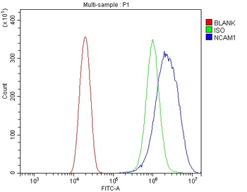 NCAM1 Antibody