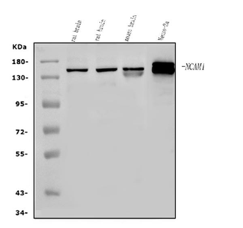 NCAM1 Antibody