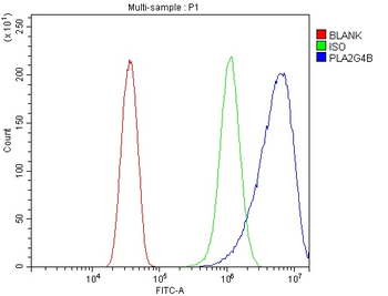 cPLA2 beta/PLA2G4B Antibody