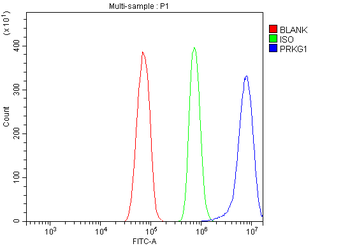 cGKI/PRKG1 Rabbit Polyclonal Antibody
