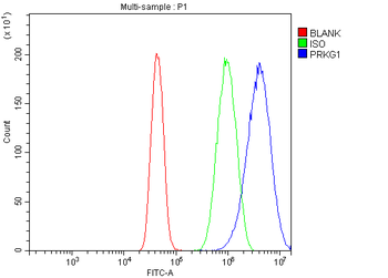 cGKI/PRKG1 Rabbit Polyclonal Antibody