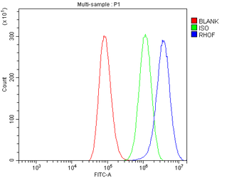 RHOF Rabbit Polyclonal Antibody