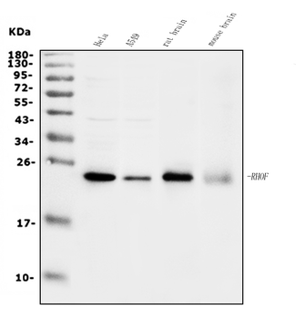 RHOF Rabbit Polyclonal Antibody