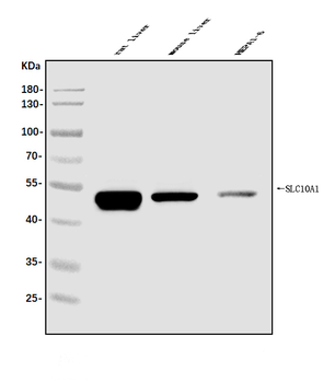 SLC10A1/NTCP1 Rabbit Polyclonal Antibody