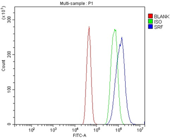 Serum Response Factor/SRF Antibody
