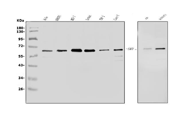 Serum Response Factor/SRF Antibody