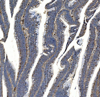 SV2A Antibody
