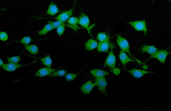TRIM25/EFP Rabbit Polyclonal Antibody