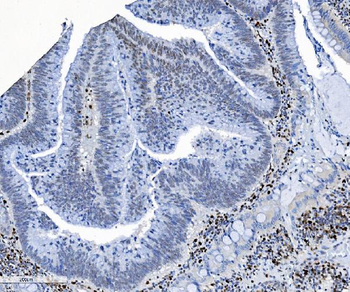 SAMHD1 Antibody (monoclonal, 3B9)
