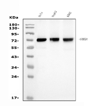 SAMHD1 Antibody (monoclonal, 3B9)