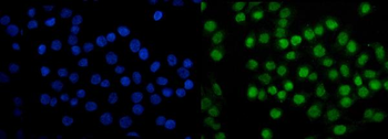 SAMHD1 Antibody (monoclonal, 3B9)