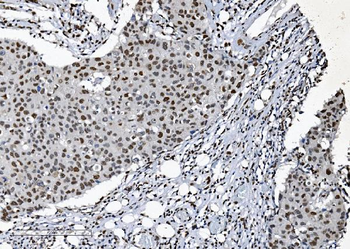 SAMHD1 Antibody (monoclonal, 3B9)