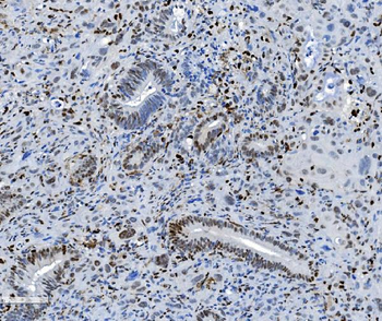 SAMHD1 Antibody (monoclonal, 3B9)