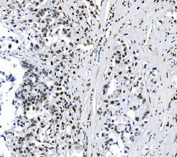 SAMHD1 Antibody (monoclonal, 3B9)