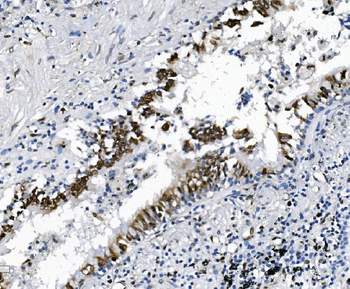 SAMHD1 Antibody (monoclonal, 3B9)