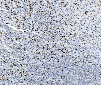 SAMHD1 Antibody (monoclonal, 3B9)