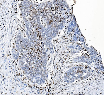 SAMHD1 Antibody (monoclonal, 3B9)