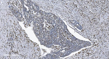 SAMHD1 Antibody (monoclonal, 10H8)