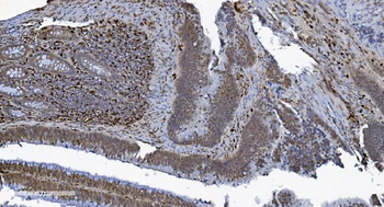 SAMHD1 Antibody (monoclonal, 10H8)