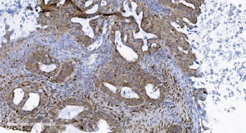 SAMHD1 Antibody (monoclonal, 10H8)
