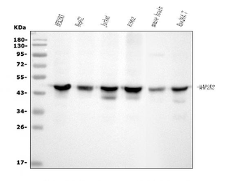 MEK2/MAP2K2 Antibody (monoclonal, 2H4)