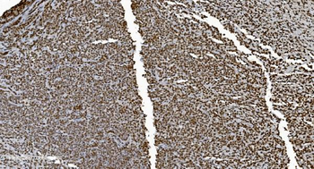 Ku70 Antibody (monoclonal, 9B6)