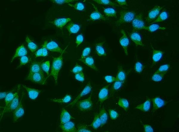 INPPL1 Antibody (monoclonal, 8C13)
