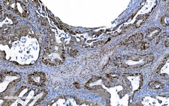 MCM6 Antibody (monoclonal, 10I9)