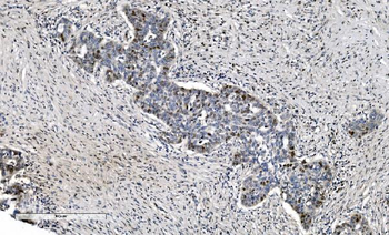 MCM6 Antibody (monoclonal, 10I9)