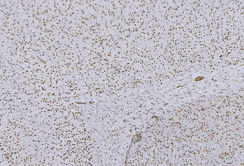 HP1 alpha/CBX5 Antibody (monoclonal, 8G6)