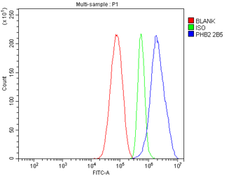 REA/PHB2 Antibody (monoclonal, 2B5)