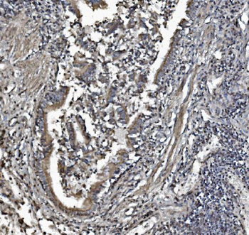 REA/PHB2 Antibody (monoclonal, 2B5)