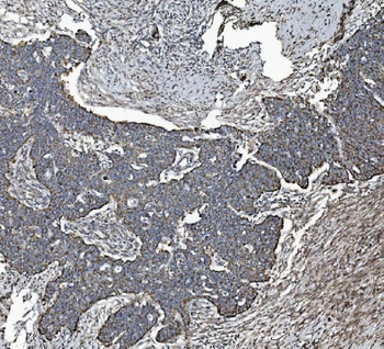REA/PHB2 Antibody (monoclonal, 2B5)