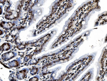 REA/PHB2 Antibody (monoclonal, 2B5)